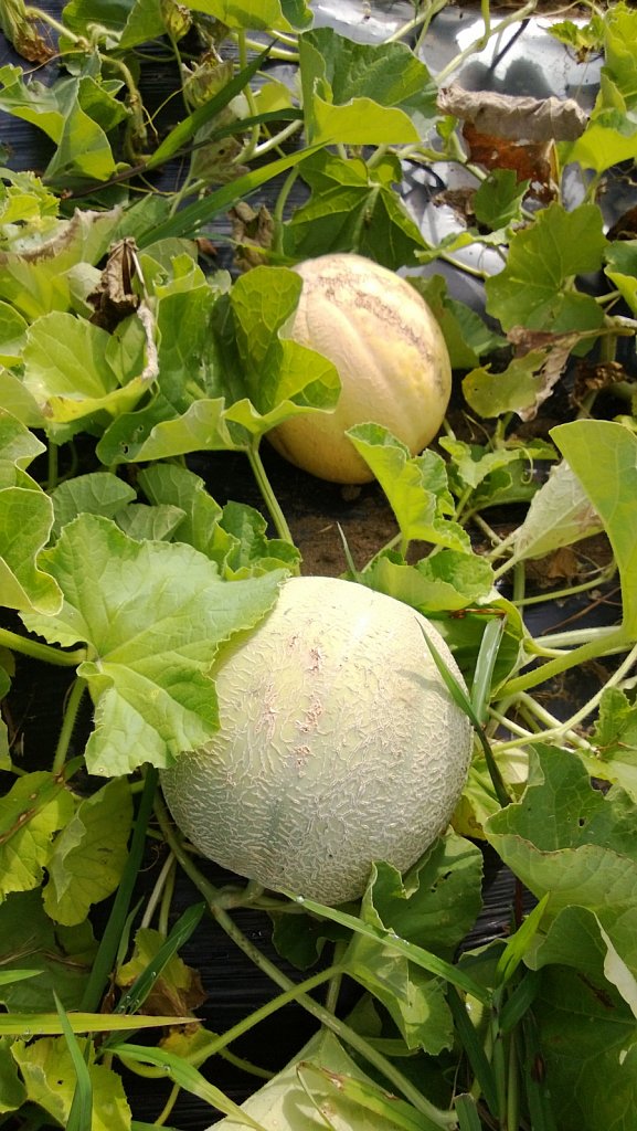 Melon